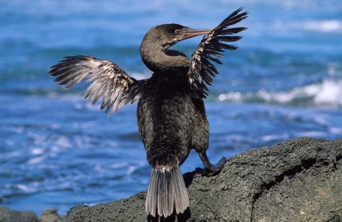 Нелетающий Баклан Галапагосские острова