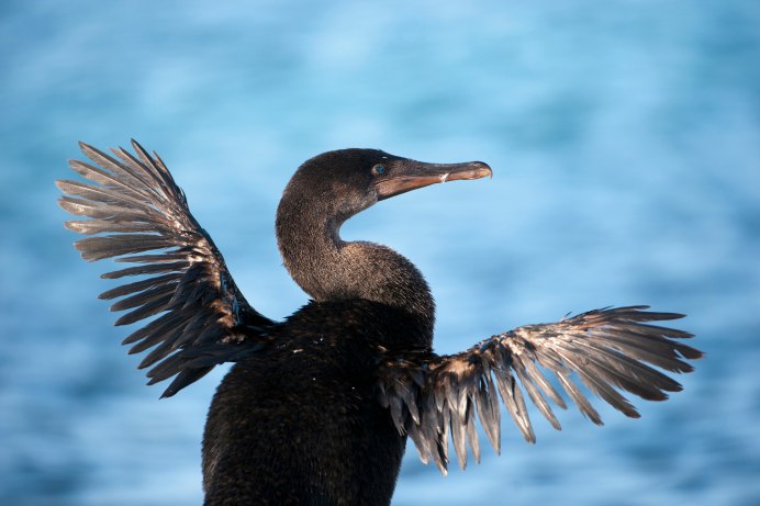 Галапагосский нелетающий Баклан