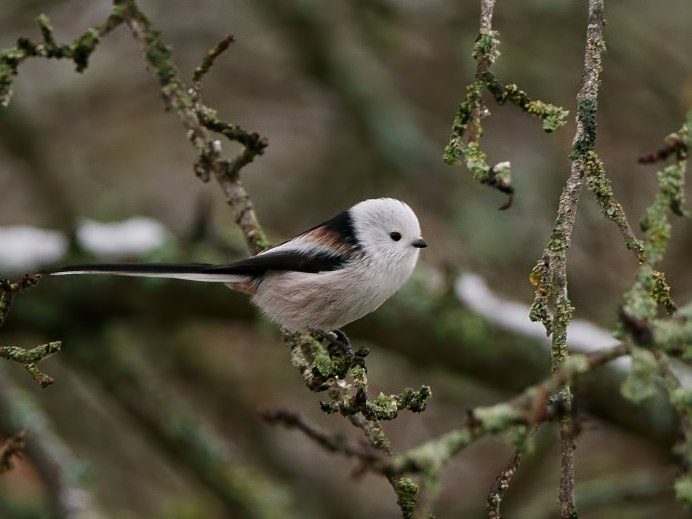 Длиннохвостая синица ополовник гнездо