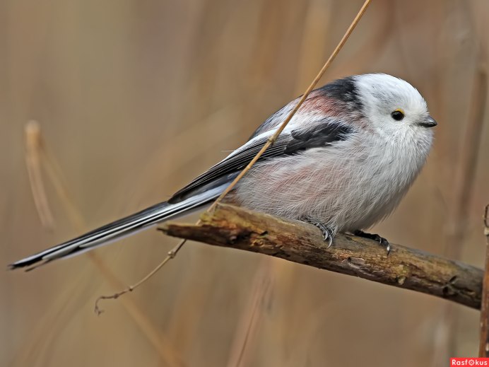 Длиннохвостая синица
