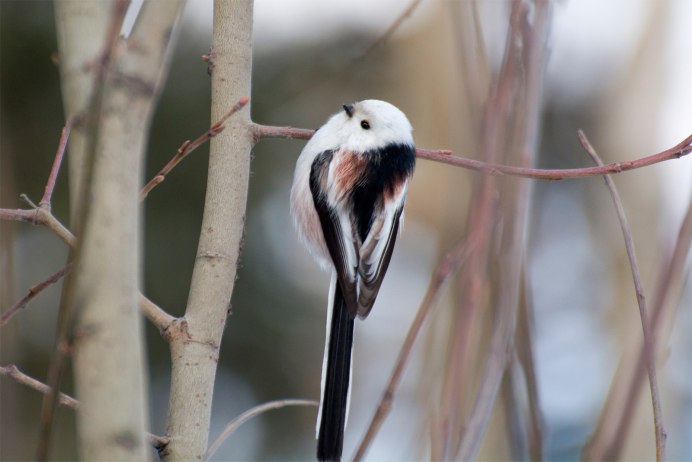Японская длиннохвостая синица