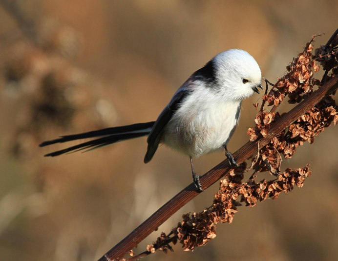 2560×1600 ополовник синица