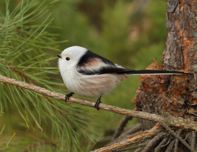 Длиннохвостая синица