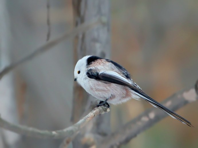 Синица ополовник