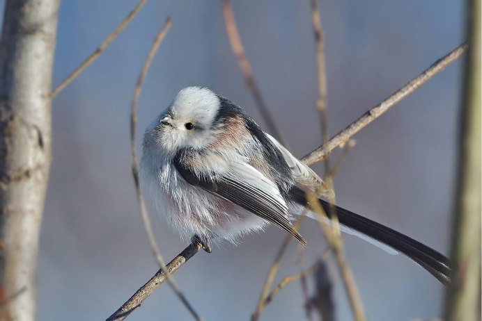 Птица синица длиннохвостая
