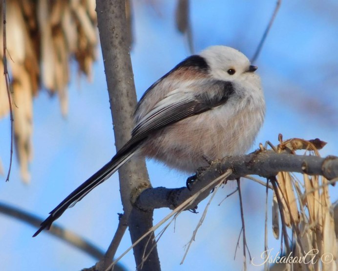 Длиннохвостая синица фото