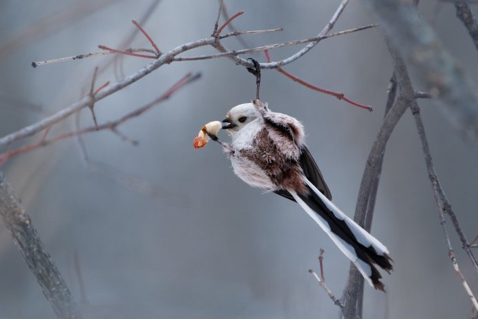 Ржавощёкая длиннохвостая синица