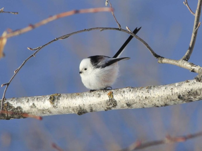 Ополовник ареал