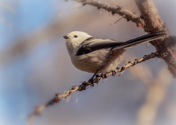 Шима-энага японская длиннохвостая синица