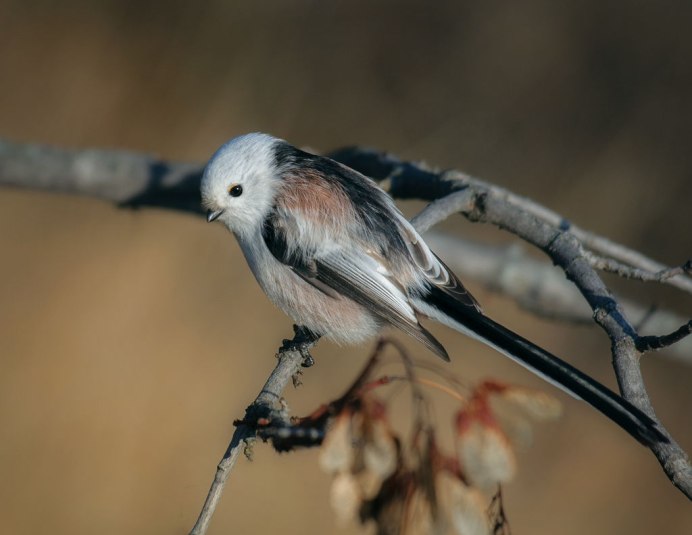 Черная длиннохвостая синица