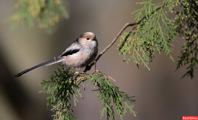 Длиннохвостая синица в Крыму