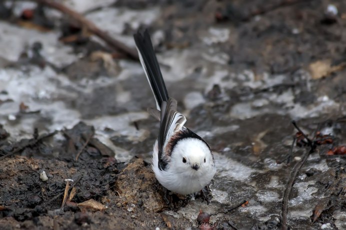 Длиннохвостая синица ополовник