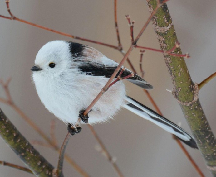 Длиннохвостая синица Аполлон