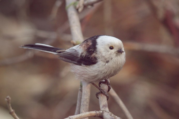 Длиннохвостая синица