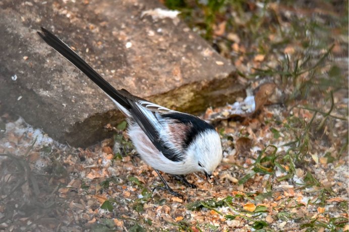 Длиннохвостая синица