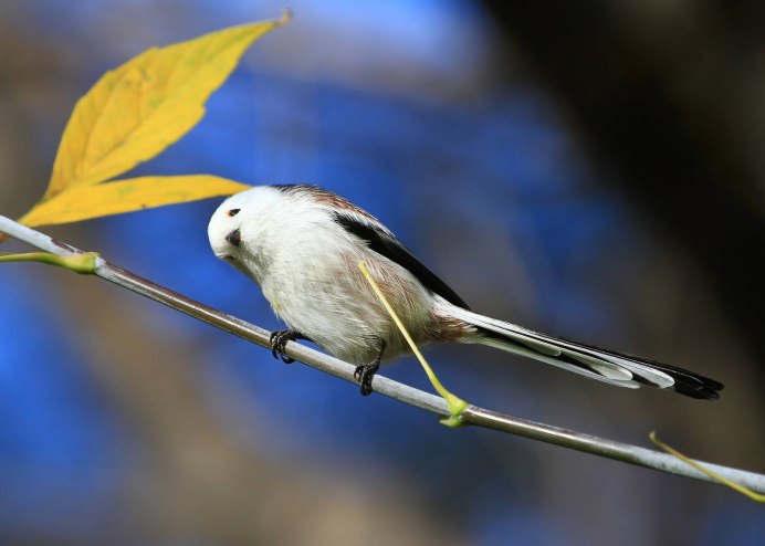Черная длиннохвостая синица