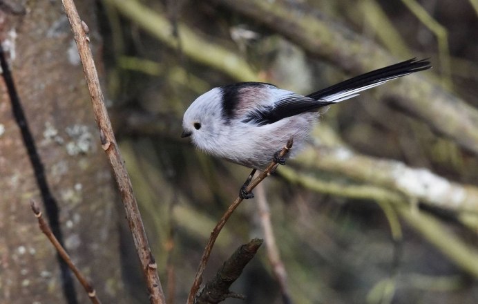 Осень длиннохвостая синица