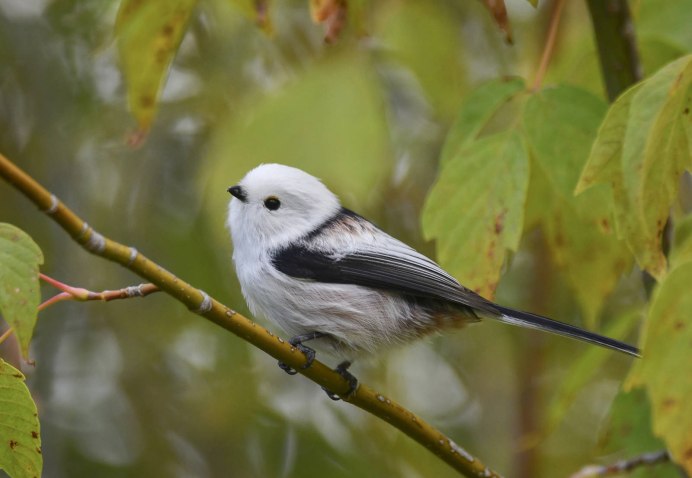 Синица ополовник