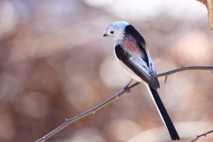 Черная длиннохвостая синица