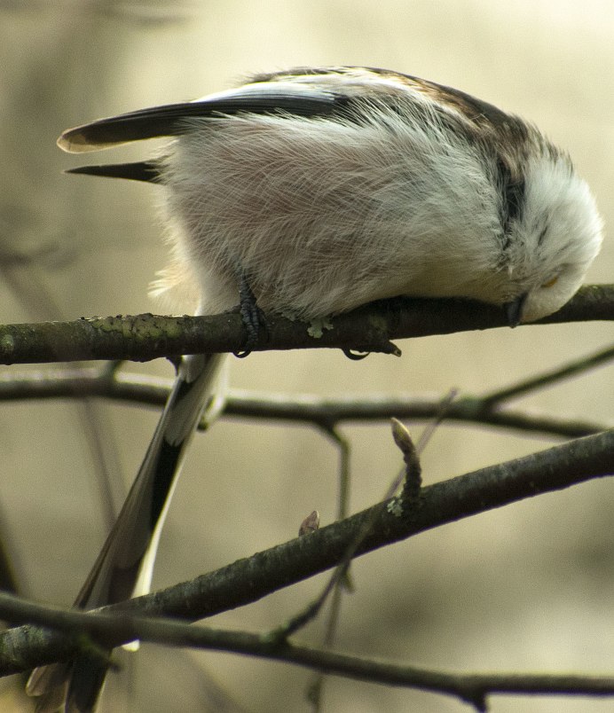 Длиннохвостая птица Подмосковья