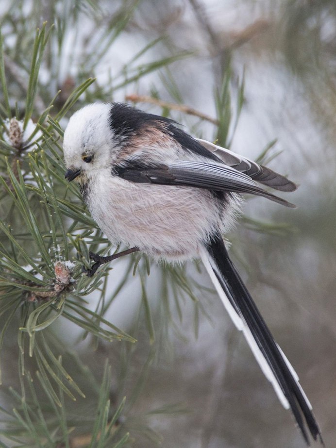Синица ополовник
