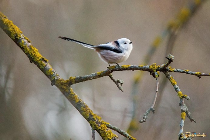 Ополовник лапки