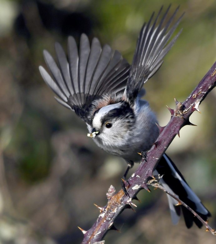 Yank Viladivastok Enaga