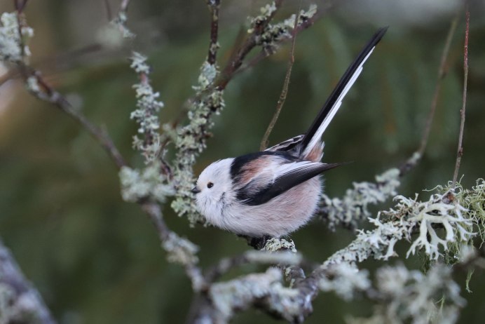 Диннохвостая стнийа лполовник