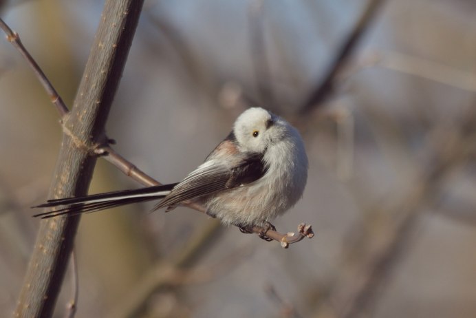 Ополовник птица фото