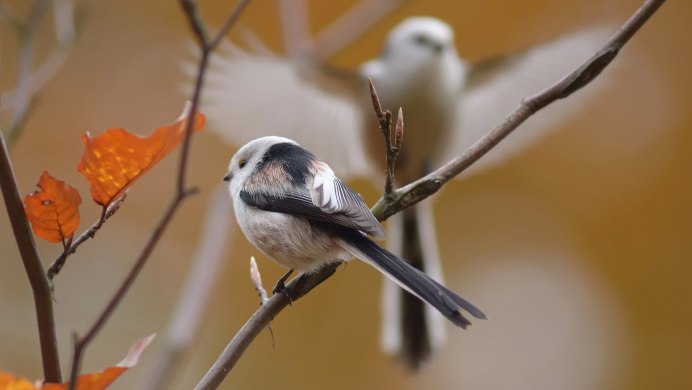 Синица длиннохвостая Московка