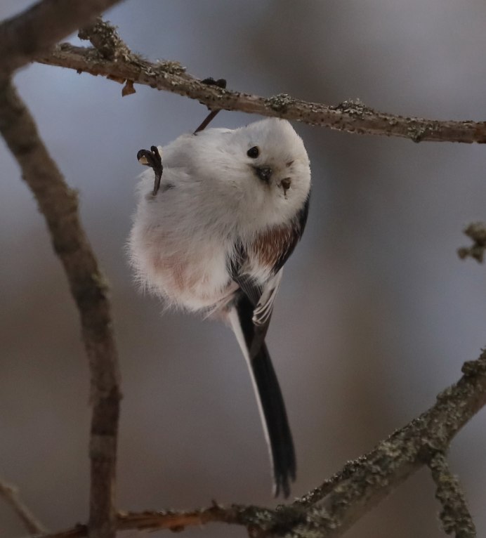 Длиннохвостая синица ополовник