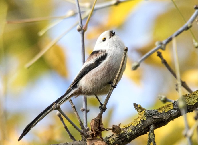 Длиннохвостая синица ареал