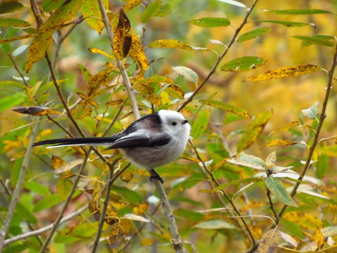 Длиннохвостая синица или ополовник