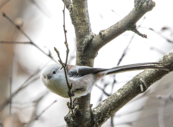 Синица длиннохвостая Крымская