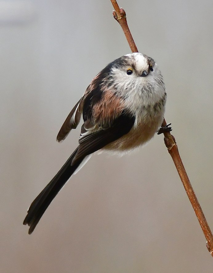 Длиннохвостый планигал