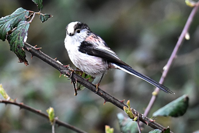 Шима-энага японская синица
