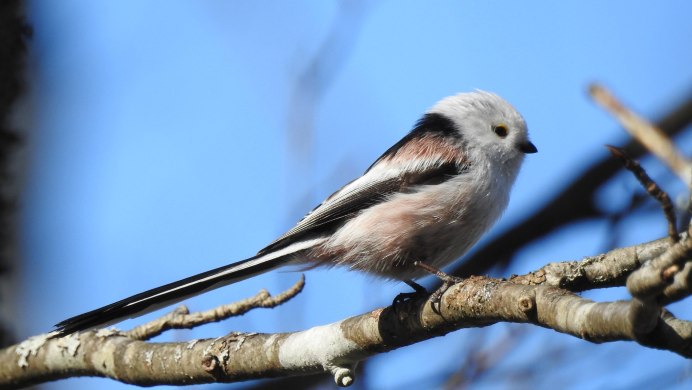 Птичка Аполлоновка