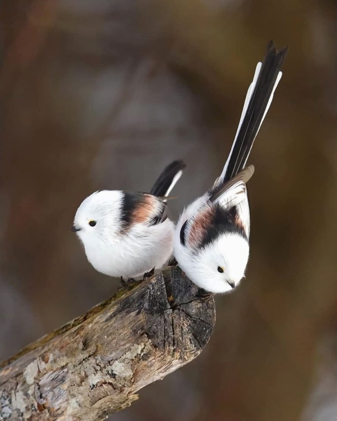Длиннохвостая Воронья Сирица голубая
