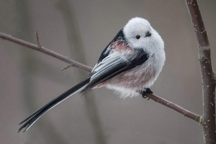 Длиннохвостая синица или ополовник