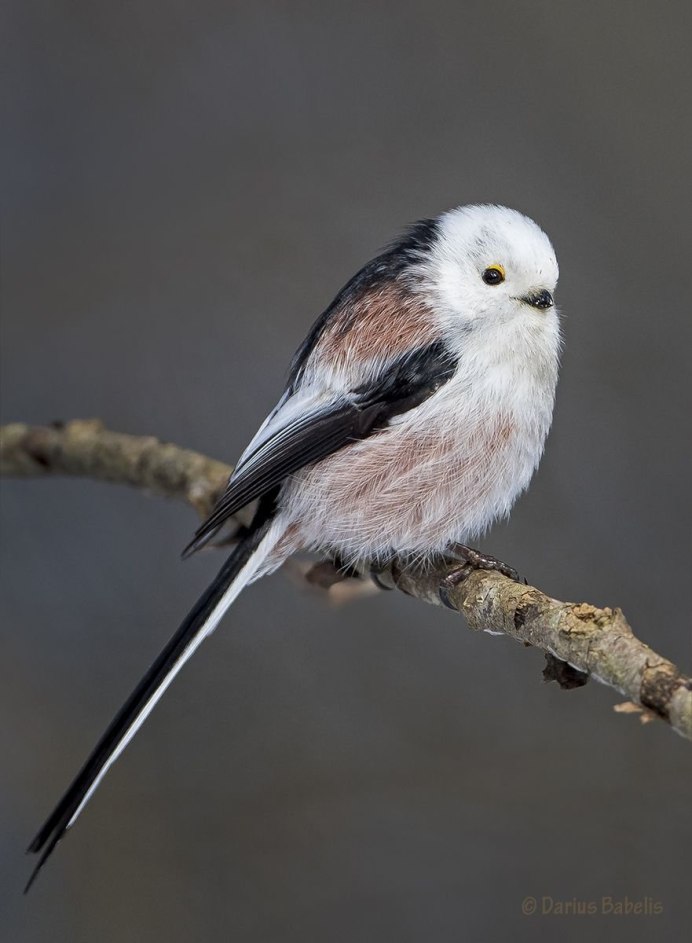 Птицы Московка синица длиннохвостая