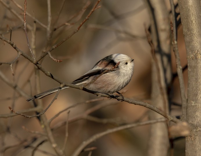 Рыжеголовая длиннохвостая синица