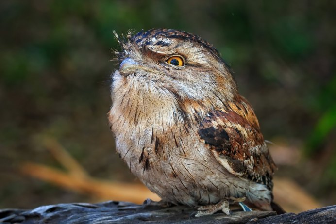 Tawny Frogmouth птица