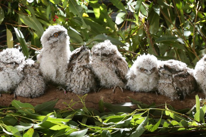 Малайский лягушкорот