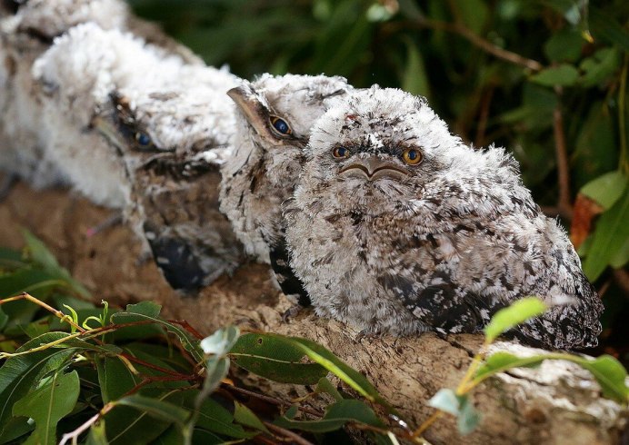 Цейлонский лягушкорот