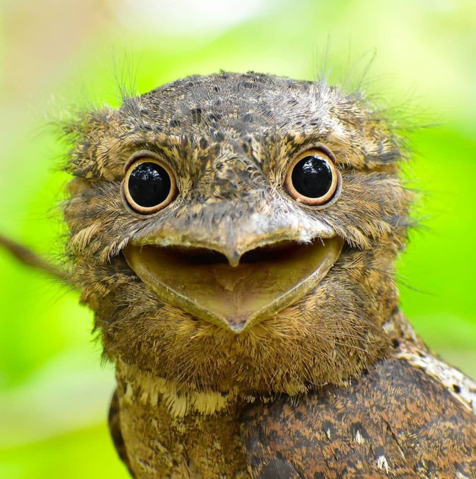 Совиный козодой