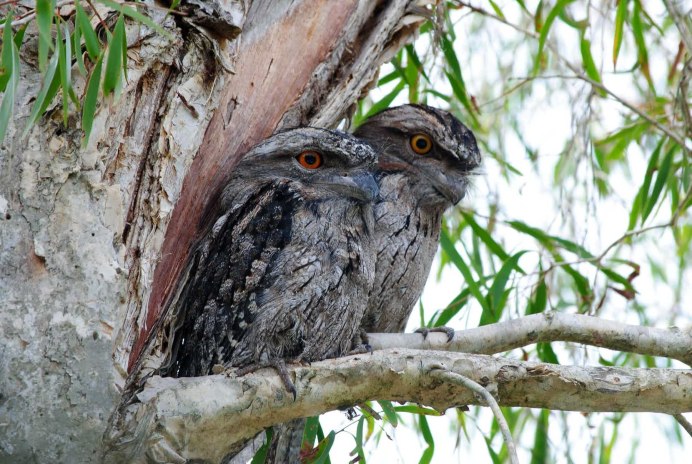 Малазийский Ушастый лягушкорот