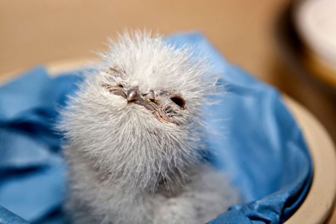 Ушастый лягушкорот