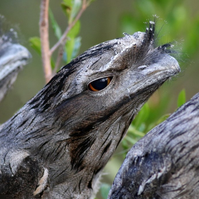 Дымчатый лягушкорот маскировка