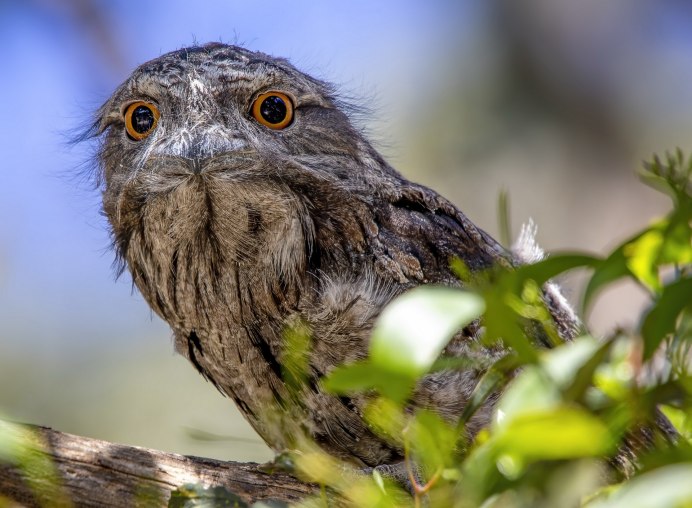 Малайзийский Ушастый лягушкорот