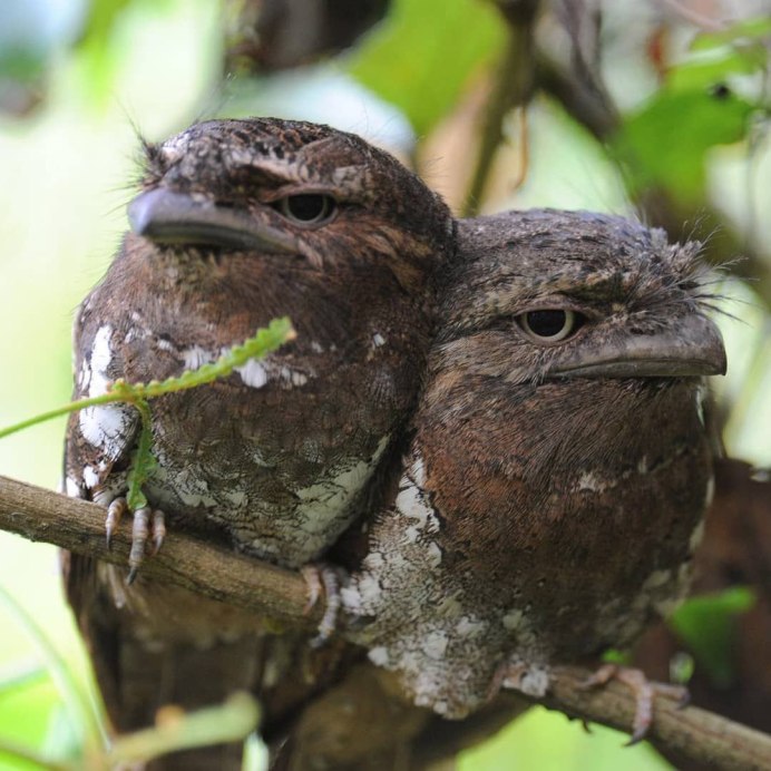 Исполинские лягушкороты (Podargus strigoides).